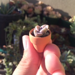 phytomaniacs:  Tiny plant. Tiny pot. 