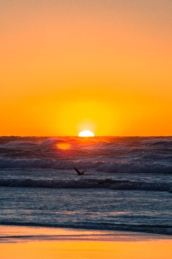 Kingdom Of The Ocean