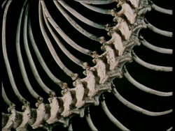 musicktoplayinthedark:     Historia Naturae  -  Jan Svankmajer