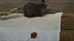 agentscullystarbuck-deactivated:  baby opossum eating a grape