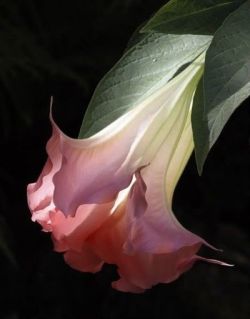 3leapfrogs:  followthewestwind:  Pink Angel Trumpet (via Pink