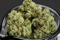 Smells Like Bong Water