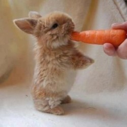 Another cute bunny nibbling his treat after a long day of shopping