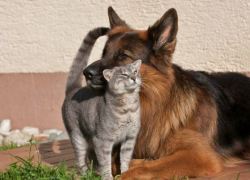 unusuallytypical-blog:  Friendship Between Grey Kitty and German