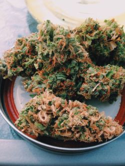 growpot420:  Why do you still pay for your weed? Start growing