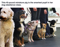 pardonmewhileipanic:tastefullyoffensive:Amy the pig is ‘top