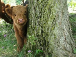 justcutecows:There are two cuties, this lil sweet baby and the