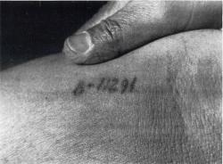 mianoti:  Auschwitz Tattoo. Number of Henry Oertelt B11291. Auschwitz