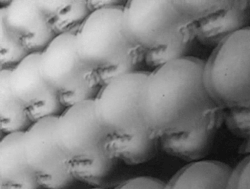 Ø