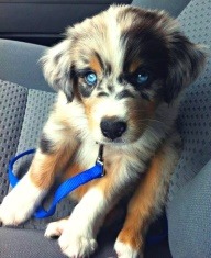 OMFG! WHAT IS THING? Looks like a husky/retriever mix.