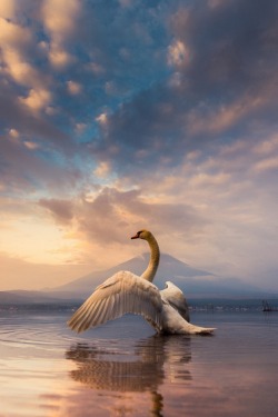 sublim-ature:  Whooper Swan (Japan)Coolbiere. A. 