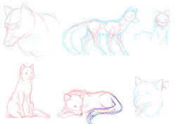 Some wolf study, ‘cause I wanna design a doggy character