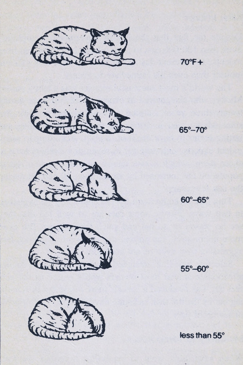 nevver:  How to tell the temperature from your cat’s sleeping