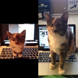 ofools:  meladoodle:  this kitten shrunk this macbook  it absorbed