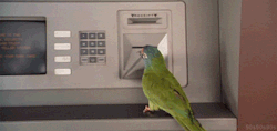 importantbirds:  monetizeyourcat:  #bird#birds cant open accounts