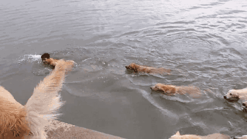 gifsboom:  Video: Guy Goes Swimming with 12 Golden Retrievers 