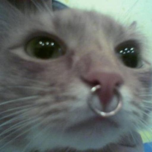 wizardpiss:  rnewmaid:  does everyone remember iwrestledabearonce