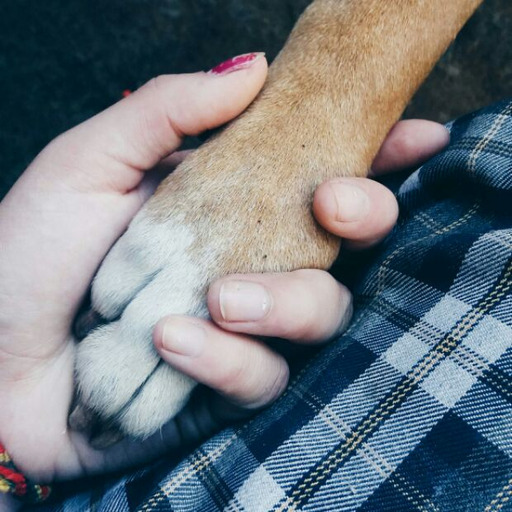 Reír, es arriesgarse a parecer un tonto.  Llorar es arriesgarse