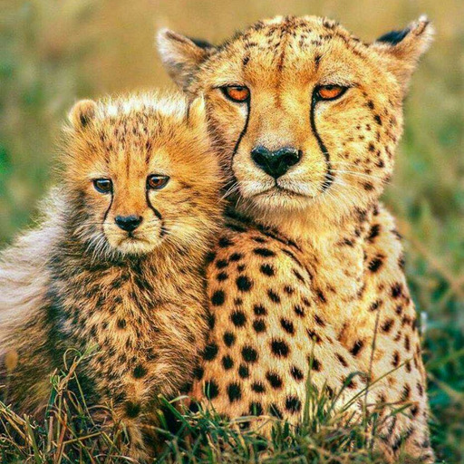 beautifulwildlifenatur18:  Source :beautiful wild life nature