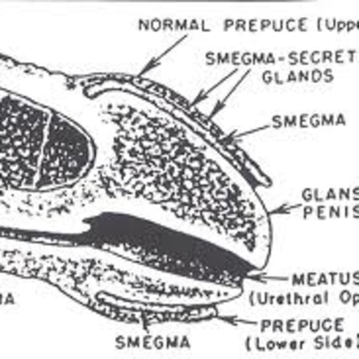 cocksnout:  Submit your Snout - http://cocksnout.tumblr.com/submit