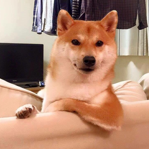🌻