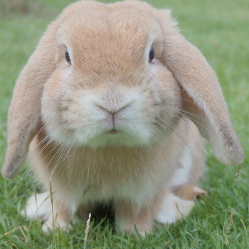 Fluffy Friends