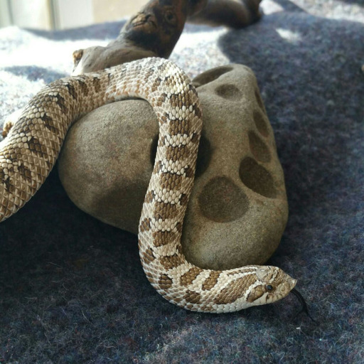 hebizuki:Sip sip sip #hognose #snake #snek #reptiblr  Thirsty