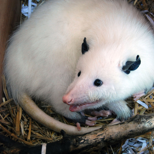 opossummypossum:  the-vegan-muser:The opossum at the place where