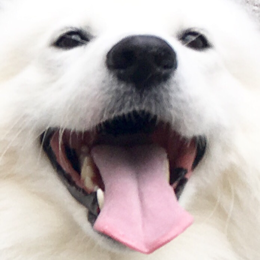 cloudthesamoyed:  boop ear equals tiny twitch  