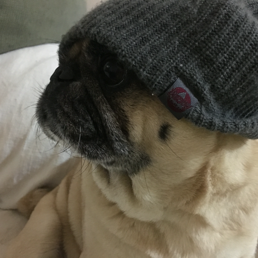pug-chronicles:  Okay weirdo…  It can’t decide what side