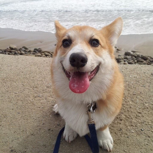 chucklesthecorgi:  We taught Chuckles “down”, but he seems