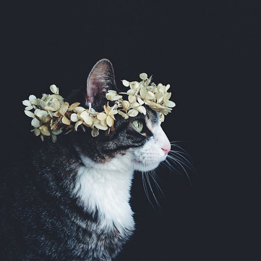 celestialwendy.tumblr.com/post/103492860564/