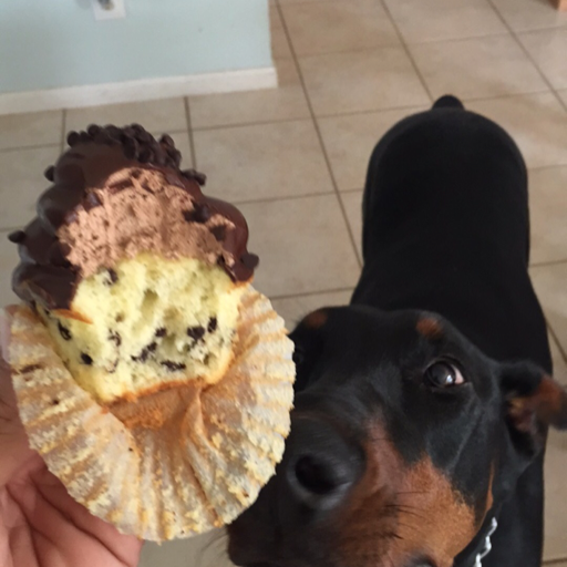 irvrodjr:  hernandez-93:  geeezluis:  awidesetvagina:  this is