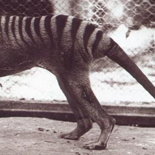vimyvickers:“All known Australian footage of live thylacines,