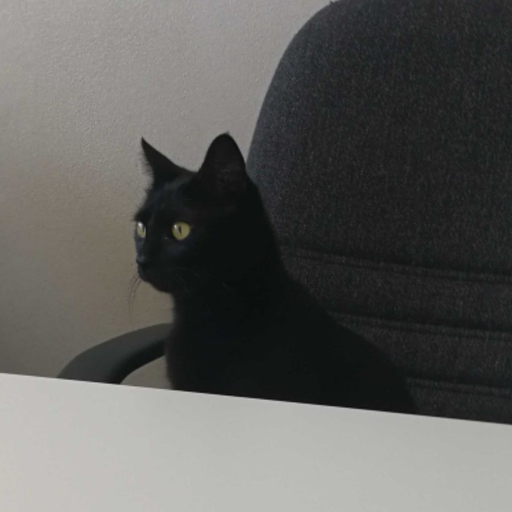 kittty-cat-tails:  When master is half asleep and goes to pat