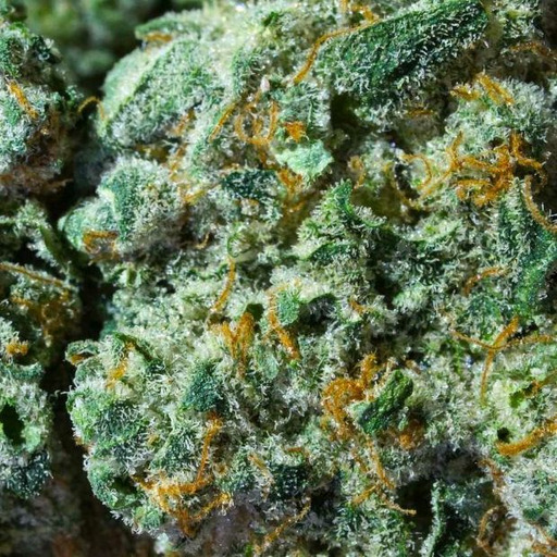 Reblog if you smoke Marijuana 