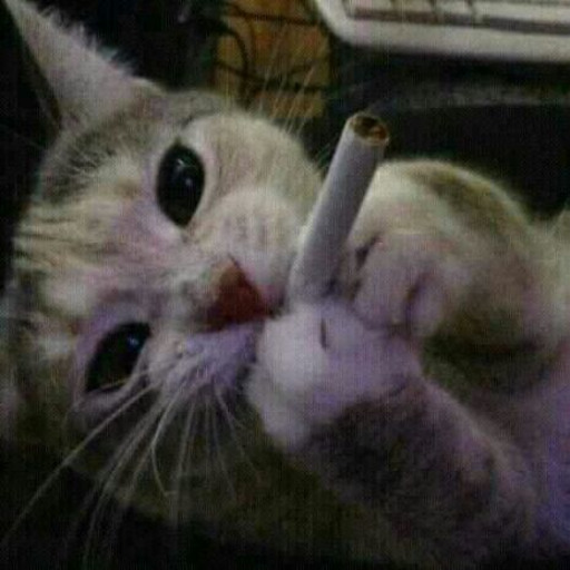 g0malandr4:  