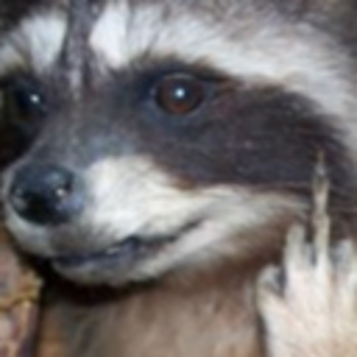 realraccoon:  reasons i can relate to a raccoon:dark circles