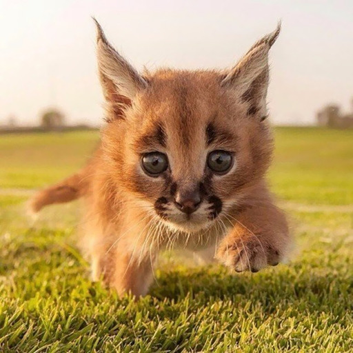 cuteanimalspls:  BBY 😭
