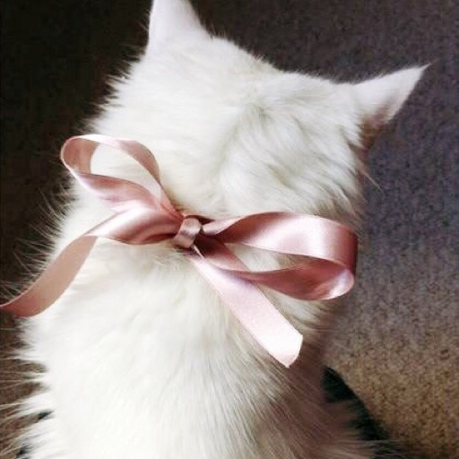 newmoonkitten:  self tie, i’m very new to legs! 