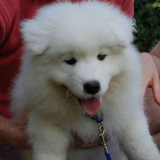 buffythesamoyed:  I’m not supposed to be in this room, but