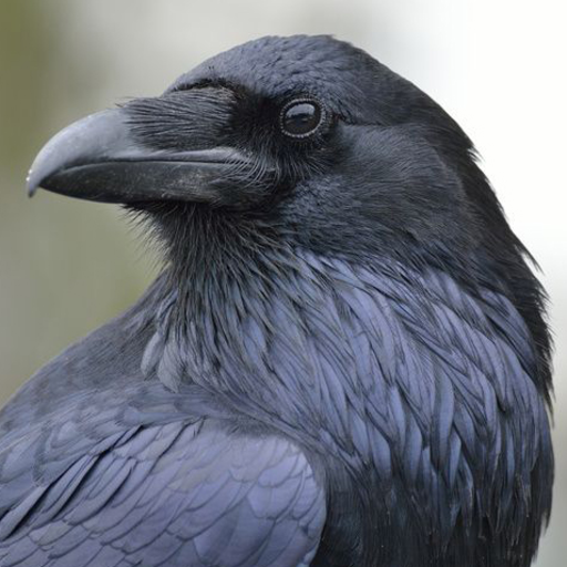 Rakish Raven