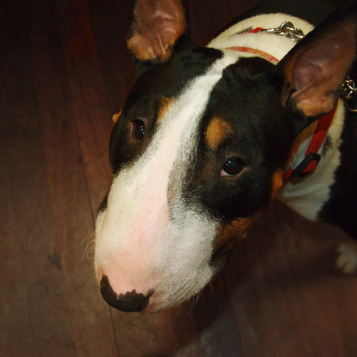 ofbullterriers:  When no one helps you scratch your butt. :’(