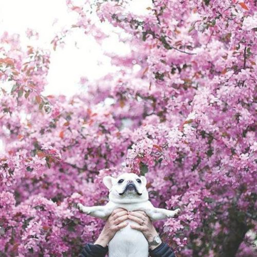 @caylery