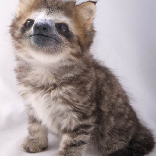 SLITTENS