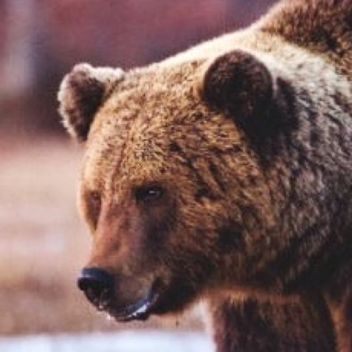 traditionallydigitalbear01:  traditionallydigitalbear01:  traditionallydigitalbear01: