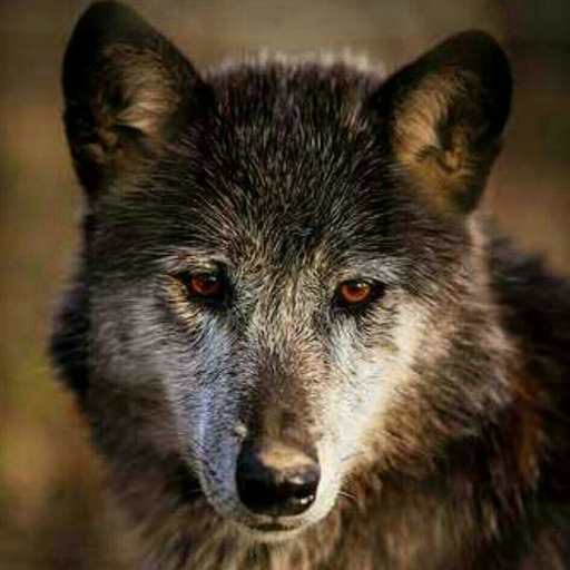 he-who-runs-with-wolves:   	Arktischer Wolf (Canis lupus arctos)