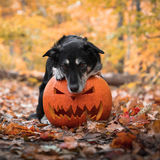 octoberanytime:  Who is ready for chilly nights, pumpkin spiced