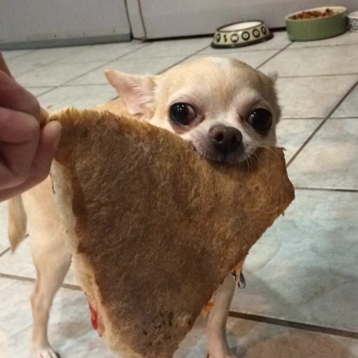 albertothechihuahua:    this is the money dog, repost in the