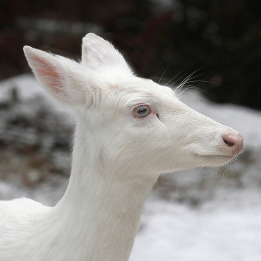 root-deer:Me running to the kitchen not 0.02 seconds  after I